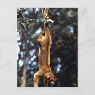 Kinkajou (Potos flavus) Postkarte