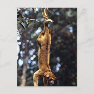 Kinkajou (Potos flavus) Postkarte