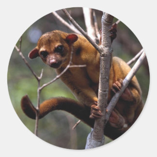 Kinkajou (Potos flavus) Runder Aufkleber