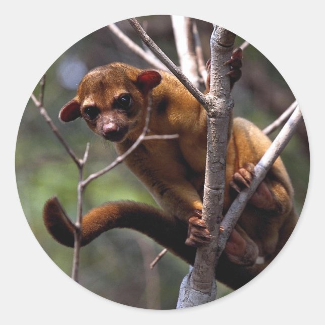 Kinkajou (Potos flavus) Runder Aufkleber (Vorderseite)