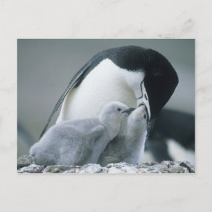 Kinnbandpentiade, Pygoscelis antarctica), Postkarte