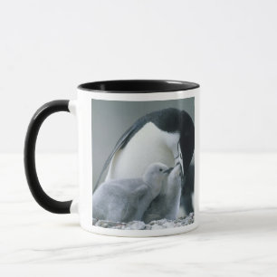 Kinnbandschwimmfüßer (Pygoscelis antarctica), Tasse