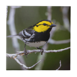Kinney County, Texas. Gold-Wangen-Waldsänger Fliese