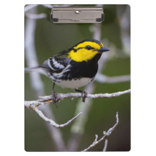Kinney County, Texas. Gold-Wangen-Waldsänger Klemmbrett
