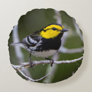 Kinney County, Texas. Gold-Wangen-Waldsänger Rundes Kissen