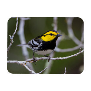 Kinney Landkreis, Texas. Warbler Magnet