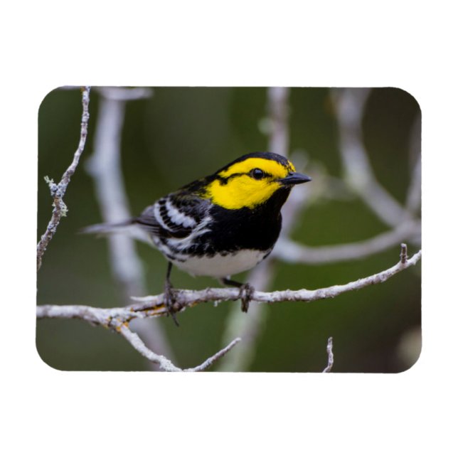 Kinney Landkreis, Texas. Warbler Magnet (Horizontal)