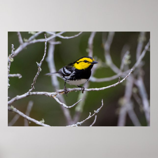 Kinney Landkreis, Texas. Warbler Poster (Vorne)