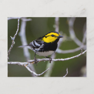 Kinney Landkreis, Texas. Warbler Postkarte