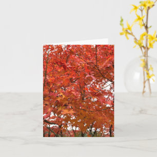 Kioto Herbstverläufe Karte