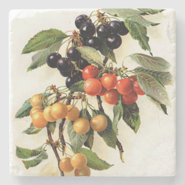Kirsch Botanischer Druck Quadrat Steinuntersetzer (Vorderseite)
