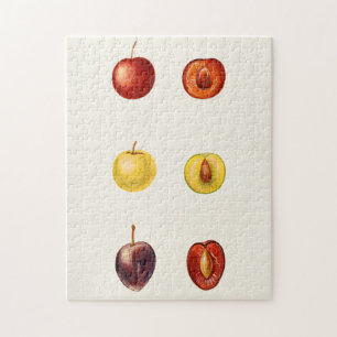 Kirsch-Pflaume (Prunus Cerasifera var. Divaricata) Puzzle