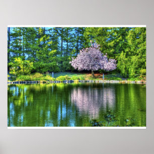 Kirschbaum-Blüten Poster