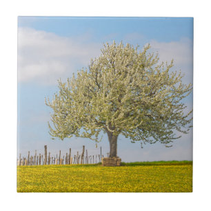 Kirschbaum im Frühling Fliese