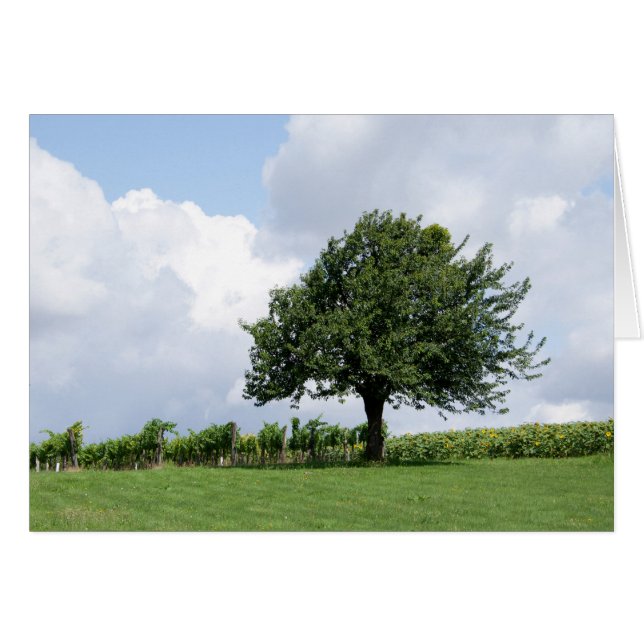 Kirschbaum im Sommer (Vorderseite (Horizontal))