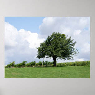 Kirschbaum im Sommer Poster