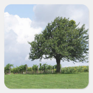 Kirschbaum im Sommer Quadratischer Aufkleber