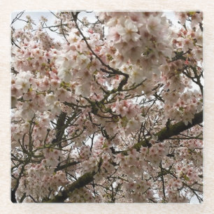 Kirschbaum in Bloom, Oregon Glasuntersetzer