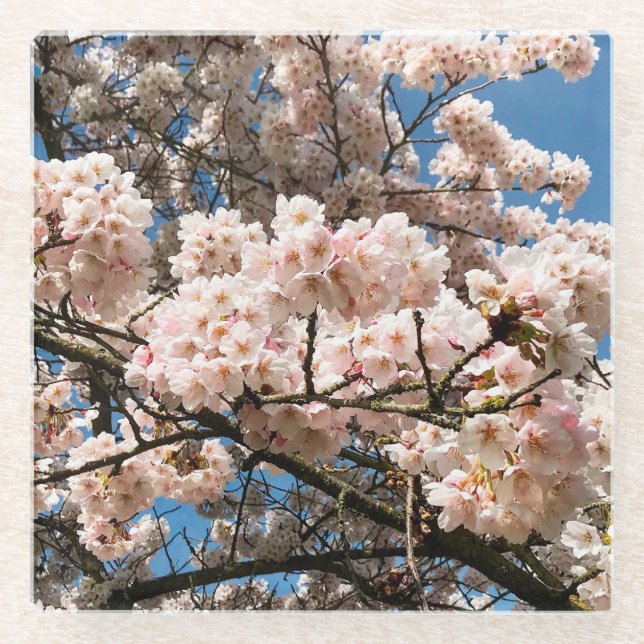 Kirschbaum in Bloom, Oregon Glasuntersetzer (Vorderseite)