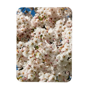Kirschbaum in Bloom, Oregon Magnet