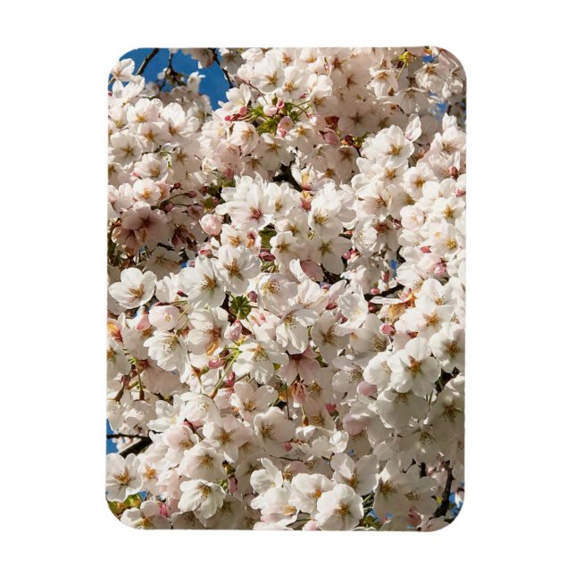 Kirschbaum in Bloom, Oregon Magnet (Vertikal)