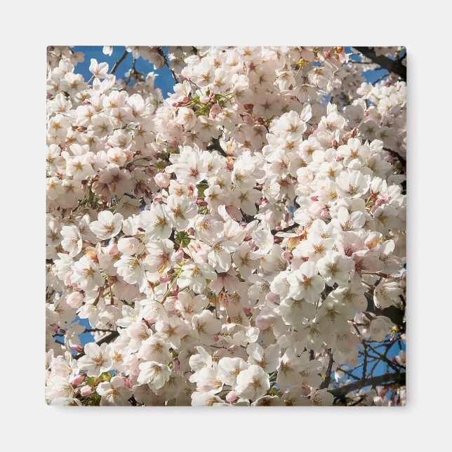 Kirschbaum in Bloom, Oregon Magnet (Vorne)