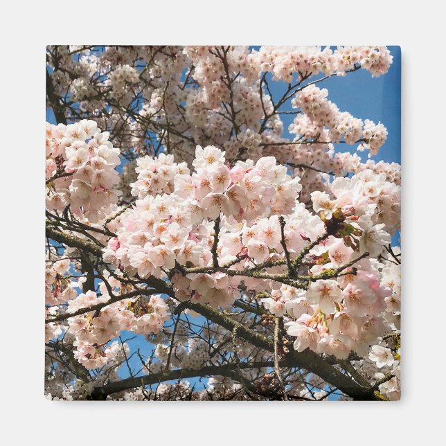 Kirschbaum in Bloom, Oregon Magnet (Vorne)