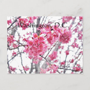 Kirschbaum in Washington, D.C. Postkarte
