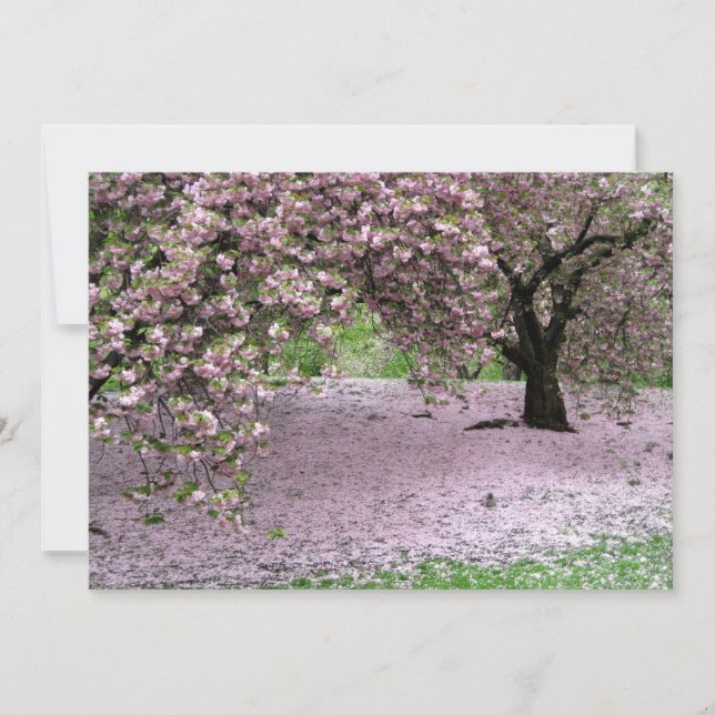 Kirschbäume Blüten Frühling im Zentralpark (Vorderseite)