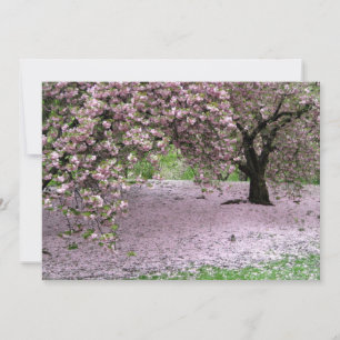 Kirschbäume Blüten Frühling im Zentralpark