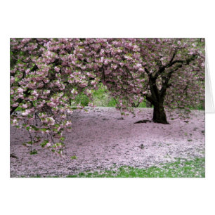 Kirschbäume Blüten Frühling im Zentralpark