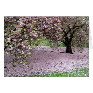 Kirschbäume Blüten Frühling im Zentralpark