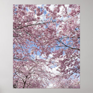 Kirschbäume in Blüte Poster