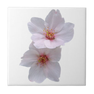 Kirschblüte Fliese