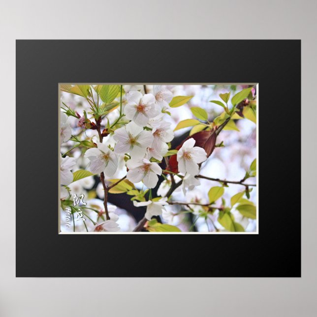 Kirschblüte: Hotate Poster (Vorne)