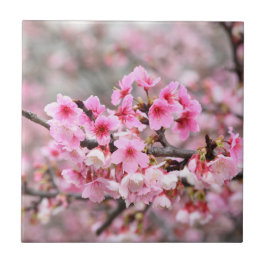 Kirschblüte Japan Blumenrosa hübsch einzigartig Fliese