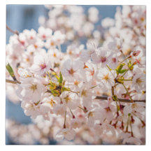 Kirschblüte Japan Blumenrosa hübsch einzigartig