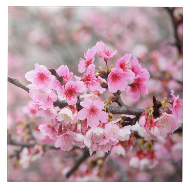 Kirschblüte Japan Blumenrosa hübsche einzigartige  Fliese (Vorderseite)