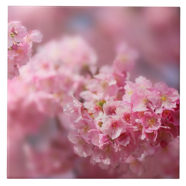 Kirschblüte Japan Blumenrosa hübsche einzigartige  Fliese (Vorderseite)