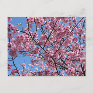 Kirschblüte: Japan Postkarte