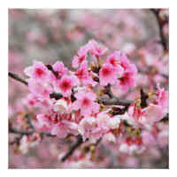 Kirschblüte Japanische Blumenrosa Blume