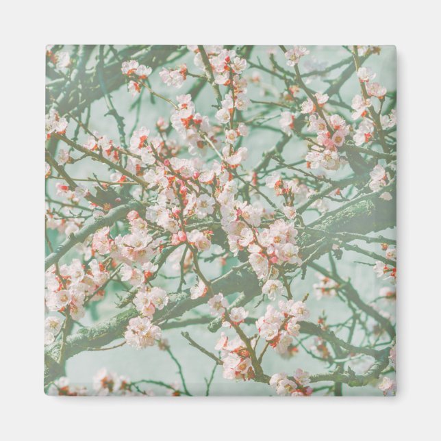 Kirschblüte Magnet (Vorne)