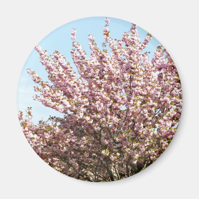 Kirschblüte Magnet (Vorne)