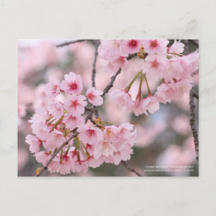 Kirschblüte "Oh-kanzakura":Postkarte Postkarte
