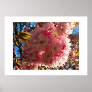 Kirschblüte poster