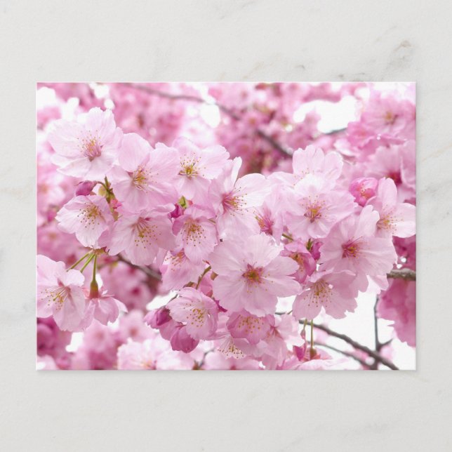 Kirschblüte Postkarte (Vorderseite)
