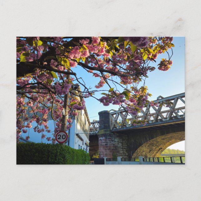 Kirschblüte  postkarte (Vorderseite)