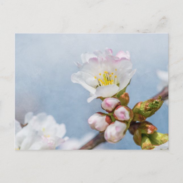 Kirschblüte Postkarte (Vorderseite)