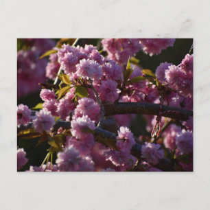 Kirschblüte  postkarte
