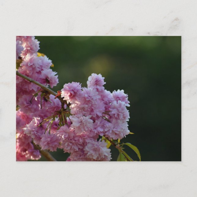 Kirschblüte  postkarte (Vorderseite)